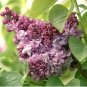 Syringa Vulgaris Pink Lilac Multi-stemmed Small Tree 200 Seeds