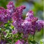 Syringa Vulgaris Pink Lilac Multi-stemmed Small Tree 200 Seeds