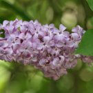 Syringa Vulgaris Purple Lilac Multi-stemmed Small Tree 200 Seeds