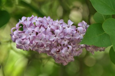 Syringa Vulgaris Purple Lilac Multi-stemmed Small Tree 200 Seeds
