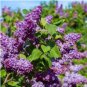 Syringa Vulgaris Purple Lilac Multi-stemmed Small Tree 200 Seeds