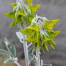 Crotalaria cunninghamii 8 Seeds