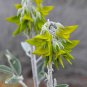 Crotalaria cunninghamii 8 Seeds