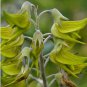 Crotalaria cunninghamii 8 Seeds