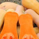Butterbush Squash 20 Seeds