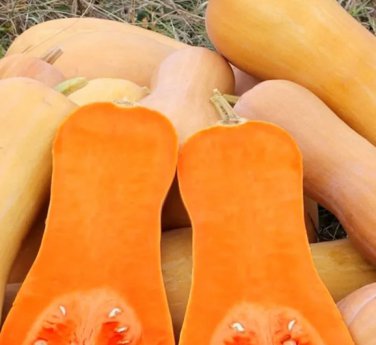 Butterbush Squash 20 Seeds