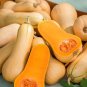 Butterbush Squash 20 Seeds