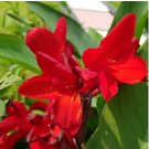 Canna Red 40 Seeds