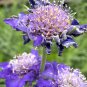 Scabiosa caucasica 'Fama Deep Blue' 100 Seeds