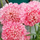 Scabiosa Atropurpurea 'Salmon Pink' 100 Seeds