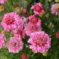 Scabiosa Atropurpurea 'Salmon Pink' 100 Seeds