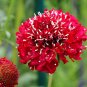 Scabiosa Atropurpurea Red 100 Seeds