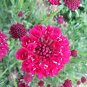 Scabiosa Atropurpurea Red 100 Seeds