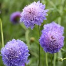 Scabiosa Atropurpurea 'Blue Cockade' 100 Seeds