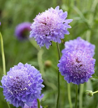 Scabiosa Atropurpurea 'Blue Cockade' 100 Seeds