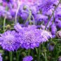 Scabiosa Atropurpurea 'Blue Cockade' 100 Seeds