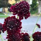 Scabiosa Atropurpurea 'Black Knight' 100 Seeds