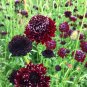 Scabiosa Atropurpurea 'Black Knight' 100 Seeds
