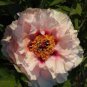 Rare 'Qiyu' Series Light Pink Peony 40 Seeds