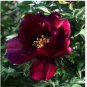 'Hei Qishi' Series Peony Large Double Blooms with Deep Red-Black Hues 40 Seeds