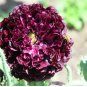 Deep Crimson Black Single Petal Peony 40 Seeds