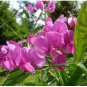 Rare Lathyrus Odoratus Sweet Pea 100 Seeds