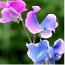 Rare Lathyrus odoratus Sweet Pea Pink, Light Purple, and Blue Multicolor Mix  100 Seeds