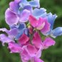 Rare Lathyrus odoratus Sweet Pea Pink, Light Purple, and Blue Multicolor Mix 100 Seeds