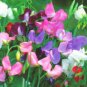 Rare Lathyrus odoratus Sweet Pea Pink, Light Purple, and Blue Multicolor Mix 100 Seeds