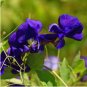 Rare Deep Purple Sweet Pea Lathyrus odoratus 100 Seeds