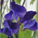 Rare Lathyrus Odoratus Sweet Pea Purple with Deep Purple Accents 100 Seeds