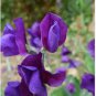 Rare Lathyrus Odoratus Sweet Pea Purple with Deep Purple Accents 100 Seeds