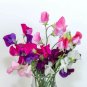 Sweet Pea Mix - Rare Lathyrus odoratus in Pink, Orange, Red, and Light Orange Shades 100 Seeds