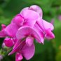 Rare Lathyrus odoratus Sweet Pea Pale Pink Blooms with Light Fragrance 100 Seeds