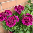 Rare Cranesbill Geranium Rose Red with Black Stripes 20 Seeds