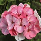 Rare Water Pink Geranium 20 Seeds