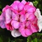 Rare Water Pink Geranium 20 Seeds