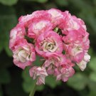 Exclusive 'Xiuqiu' Series Water Pink Geranium 20 Seeds
