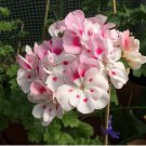 Unique 'Jiasheng' Geranium White & Pink Double-Colored Cranesbills 20 Seeds
