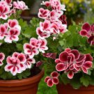 Exotic 'Heimei' Geranium White, Red, Black Cranesbills Trio 20 Seeds