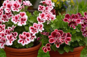 Exotic 'Heimei' Geranium White, Red, Black Cranesbills Trio 20 Seeds