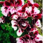 Exotic 'Heimei' Geranium White, Red, Black Cranesbills Trio 20 Seeds
