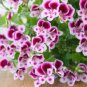 Exotic 'Heimei' Geranium White, Red, Black Cranesbills Trio 20 Seeds