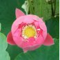 Lotus 'Pink Embroidered Ball' series, Large Spherical Flowers 40 Seeds