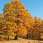 Larch 'Golden Noodles' Series, Heirloom Larix Tree, Golden-yellow Needle-like Leaves 100 Seeds