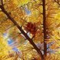 Larch 'Golden Noodles' Series, Heirloom Larix Tree, Golden-yellow Needle-like Leaves 100 Seeds