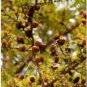 Larch 'Short Noodles' Series, Heirloom Larix, Evergreen Tree 100 Seeds