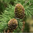 Larch 'Green Noodles' Series, Heirloom Larix, Evergreen Tree 100 Seeds