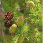 Larch 'Green Noodles' Series, Heirloom Larix, Evergreen Tree 100 Seeds