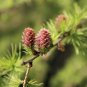 Larch 'Green Noodles' Series, Heirloom Larix, Evergreen Tree 100 Seeds